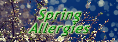 Spring Allergies - Pollen on trees